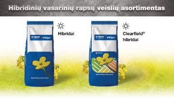 Hibridinių vasarinių rapsų veislių asortimentas